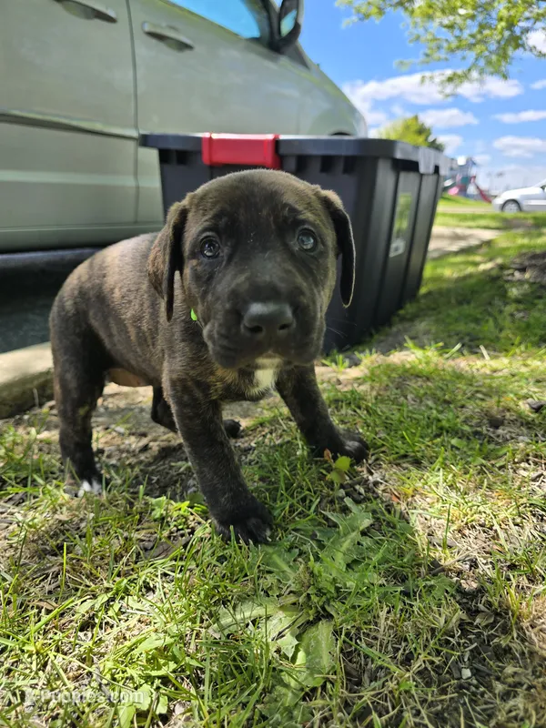Green – American Staffordshire Terrier, German Shepherd Dog puppy for sale in Whiting, IN
