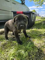 Green, a female American Staffordshire Terrier and German Shepherd Dog for sale in Whiting, IN – 1 of 4