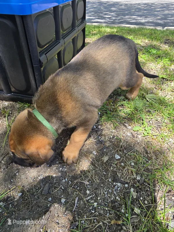 Light green – American Staffordshire Terrier, German Shepherd Dog puppy for sale in Whiting, IN