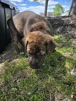 Pink, a female American Staffordshire Terrier and German Shepherd Dog for sale in Whiting, IN – 2 of 4