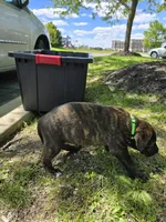 Green, a female American Staffordshire Terrier and German Shepherd Dog for sale in Whiting, IN – 2 of 4