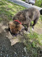 Red Girl, a female American Staffordshire Terrier and German Shepherd Dog for sale in Whiting, IN – 2 of 4