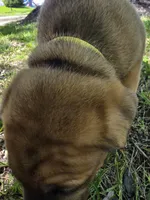 Yellow, a female American Staffordshire Terrier and German Shepherd Dog for sale in Whiting, IN – 3 of 4