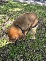 Black, a male American Staffordshire Terrier and German Shepherd Dog for sale in Whiting, IN – 3 of 5