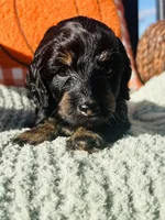 Mr. Red , a male Doxiepoo for sale in Vine Grove, KY – 3 of 3
