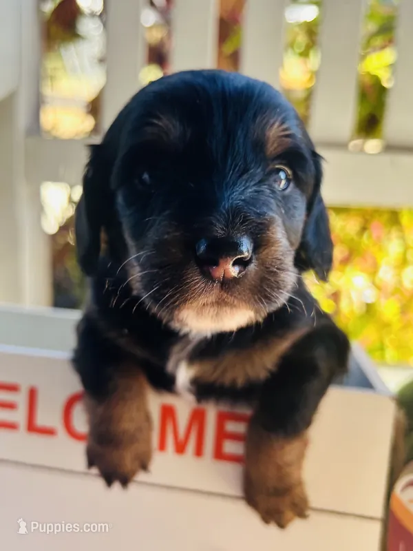 Mr. Blue  – Doxiepoo puppy for sale in Vine Grove, KY