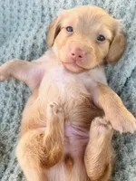 Mr. Black , a male Doxiepoo for sale in Vine Grove, KY – 1 of 3