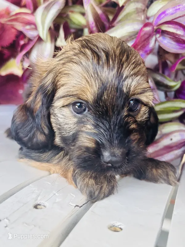 Ms. Orange  – Doxiepoo puppy for sale in Vine Grove, KY