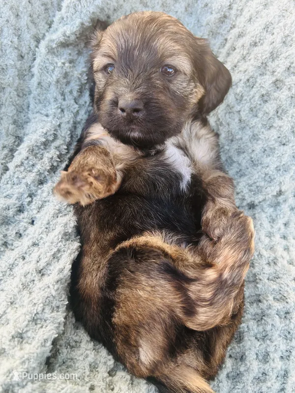 Ms. Orange  – Doxiepoo puppy for sale in Vine Grove, KY