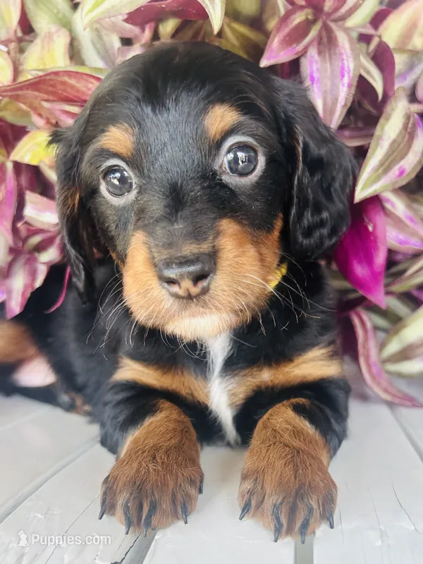 Ms. Yellow – Doxiepoo puppy for sale in Vine Grove, KY