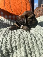 Ms. Orange , a female Doxiepoo for sale in Vine Grove, KY – 3 of 3