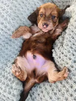 Mr. Green , a male Doxiepoo for sale in Vine Grove, KY – 1 of 2