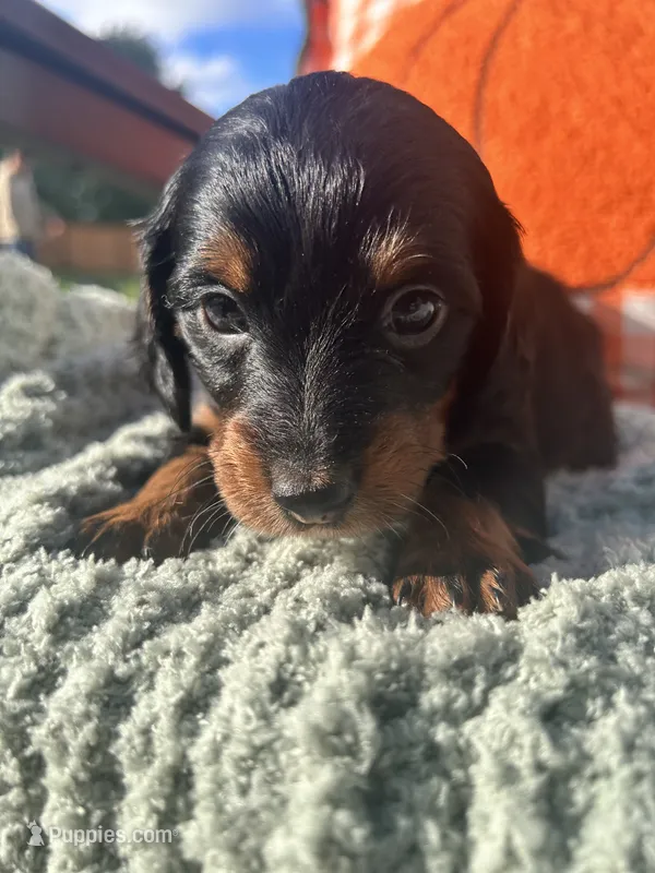 Ms. Yellow – Doxiepoo puppy for sale in Vine Grove, KY