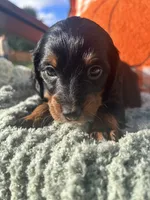 Ms. Yellow, a female Doxiepoo for sale in Vine Grove, KY – 2 of 2