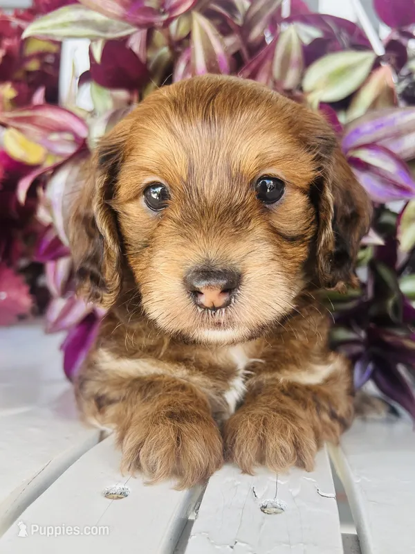 Mr. Green  – Doxiepoo puppy for sale in Vine Grove, KY