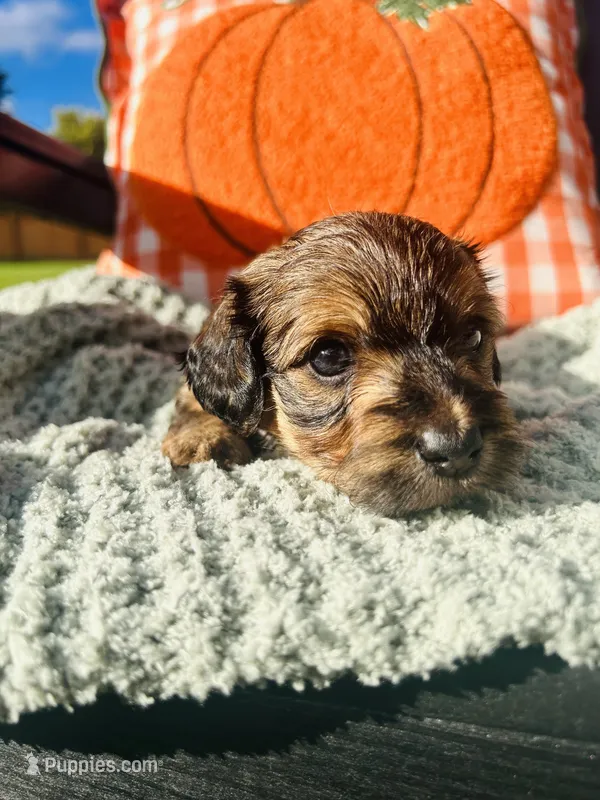 Ms. Pink – Doxiepoo puppy for sale in Vine Grove, KY