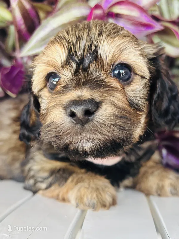 Ms. Pink – Doxiepoo puppy for sale in Vine Grove, KY