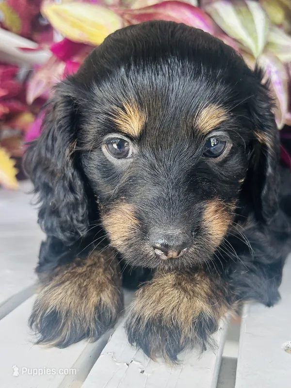 Mr. Red  – Doxiepoo puppy for sale in Vine Grove, KY