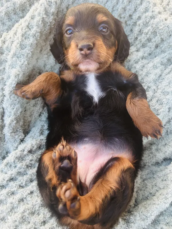 Ms. Yellow – Doxiepoo puppy for sale in Vine Grove, KY
