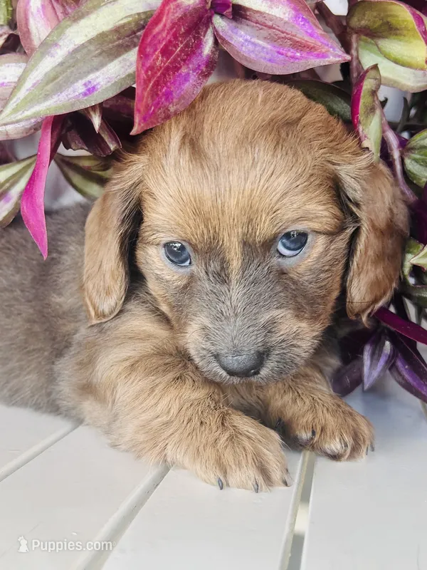 Ms. Purple – Doxiepoo puppy for sale in Vine Grove, KY
