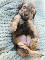 Ms. Pink, a female Doxiepoo for sale in Vine Grove, KY – 1 of 2