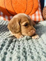 Mr. Black , a male Doxiepoo for sale in Vine Grove, KY – 2 of 3