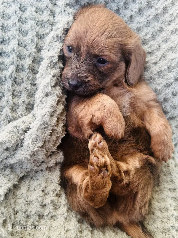 Ms. Purple – Doxiepoo puppy for sale in Vine Grove, KY