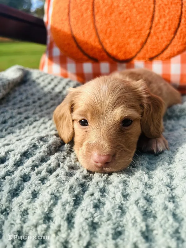 Mr. Black  – Doxiepoo puppy for sale in Vine Grove, KY
