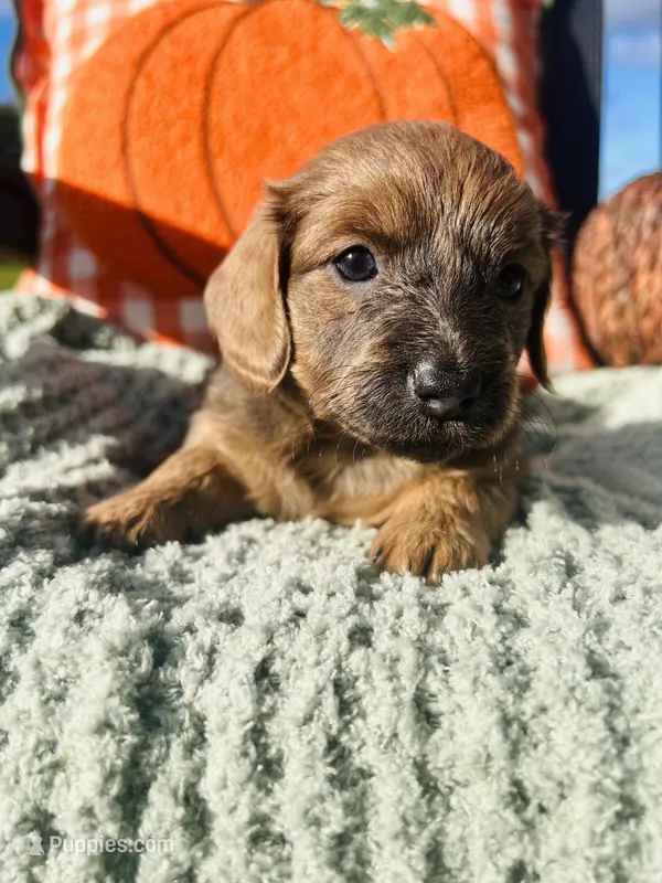 Ms. Purple – Doxiepoo puppy for sale in Vine Grove, KY