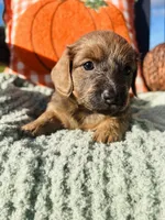 Ms. Purple, a female Doxiepoo for sale in Vine Grove, KY – 2 of 2