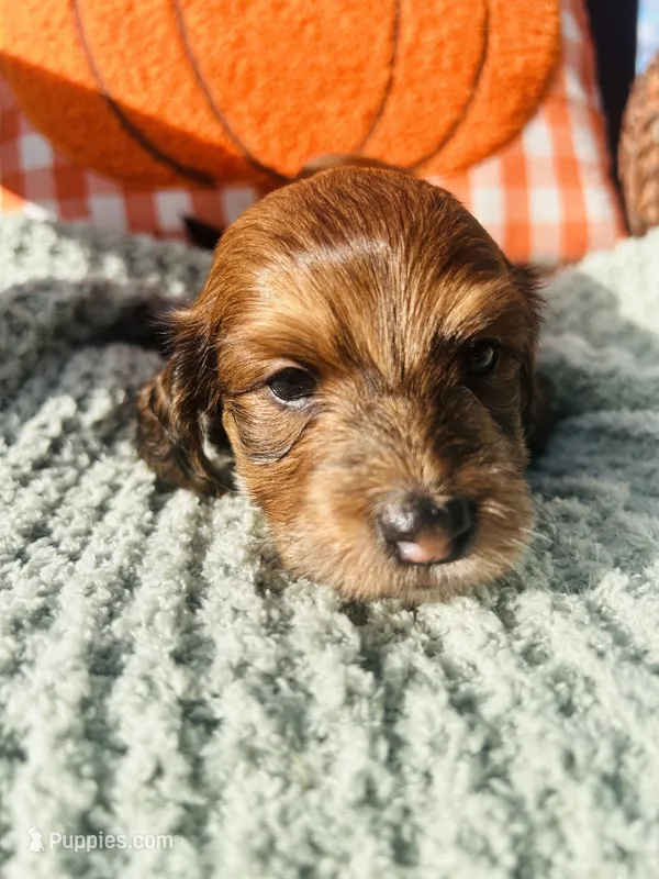 Mr. Green  – Doxiepoo puppy for sale in Vine Grove, KY