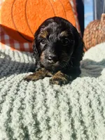 Mr. Red , a male Doxiepoo for sale in Vine Grove, KY – 2 of 3