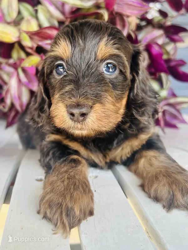 Mr. Light Blue  – Doxiepoo puppy for sale in Vine Grove, KY