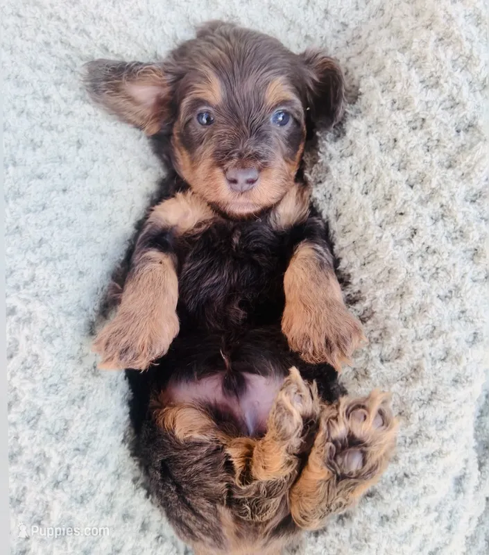 Mr. Light Blue  – Doxiepoo puppy for sale in Vine Grove, KY