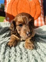 Mr. Green , a male Doxiepoo for sale in Vine Grove, KY – 2 of 2