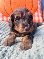 Mr. Light Blue , a male Doxiepoo for sale in Vine Grove, KY – 2 of 2