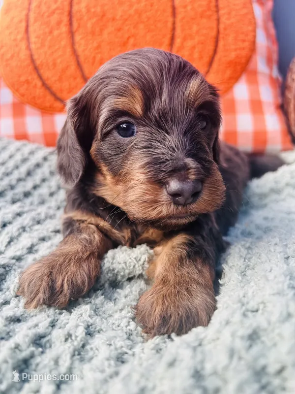 Mr. Light Blue  – Doxiepoo puppy for sale in Vine Grove, KY