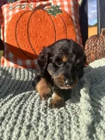 Mr. Blue , a male Doxiepoo for sale in Vine Grove, KY – 2 of 3