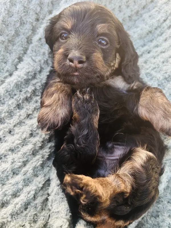 Mr. Red  – Doxiepoo puppy for sale in Vine Grove, KY