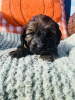 Ms. Orange , a female Doxiepoo for sale in Vine Grove, KY – 2 of 3