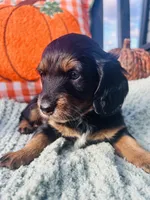 Mr. Blue , a male Doxiepoo for sale in Vine Grove, KY – 3 of 3