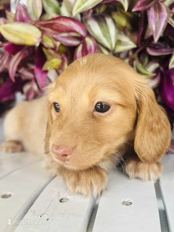 Mr. Black  – Doxiepoo puppy for sale in Vine Grove, KY