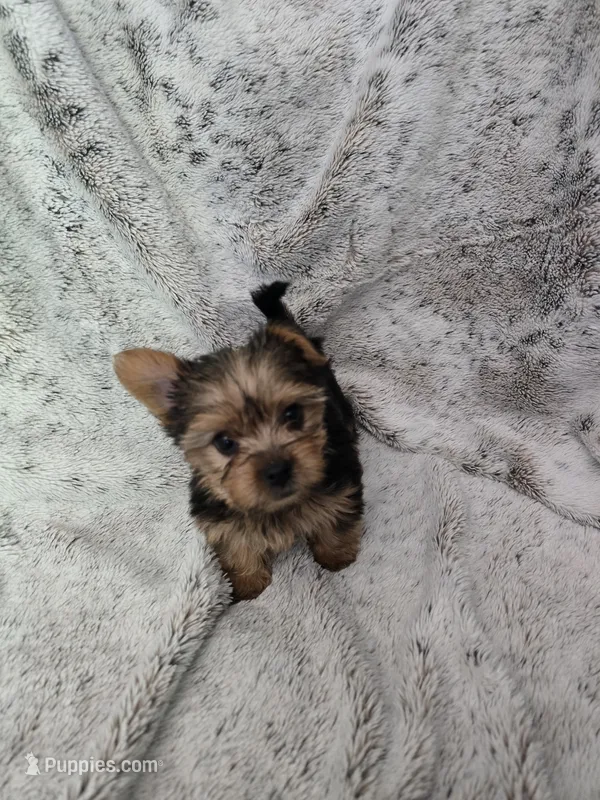 Fluffy boy – Yorkshire Terrier puppy for sale in Aurora, CO
