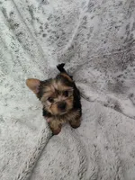 Boy #2, a male Yorkshire Terrier for sale in Aurora, CO – 3 of 7