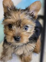 Fluffy lil boy, a male Yorkshire Terrier for sale in Aurora, CO – 4 of 10
