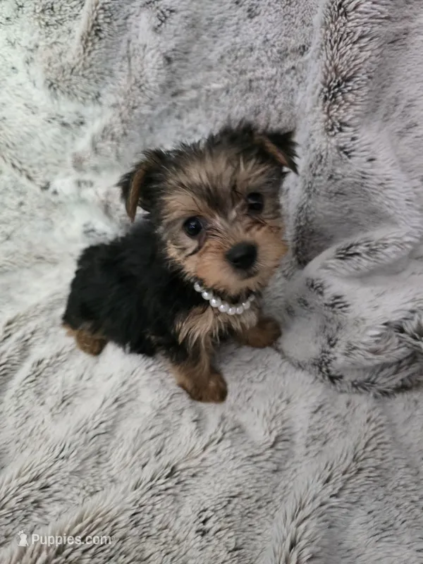 Sweet girl – Yorkshire Terrier puppy for sale in Aurora, CO