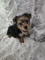 Sweet girl, a female Yorkshire Terrier for sale in Aurora, CO – 1 of 6