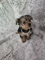 Sweet girl, a female Yorkshire Terrier for sale in Aurora, CO – 4 of 6
