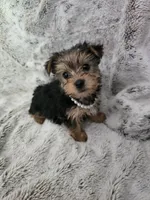 Sweet girl, a female Yorkshire Terrier for sale in Aurora, CO – 3 of 6