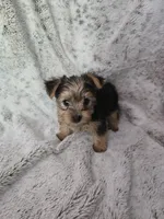 Littlest boy, a male Yorkshire Terrier for sale in Aurora, CO – 3 of 8
